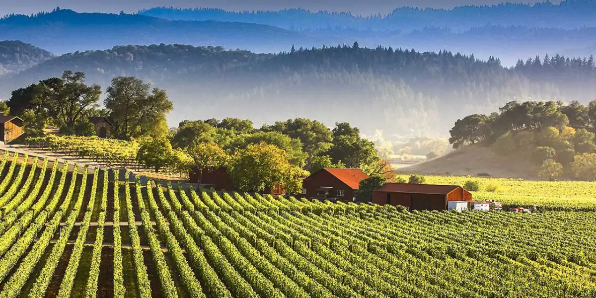 Vinos nacidos el 4 de julio