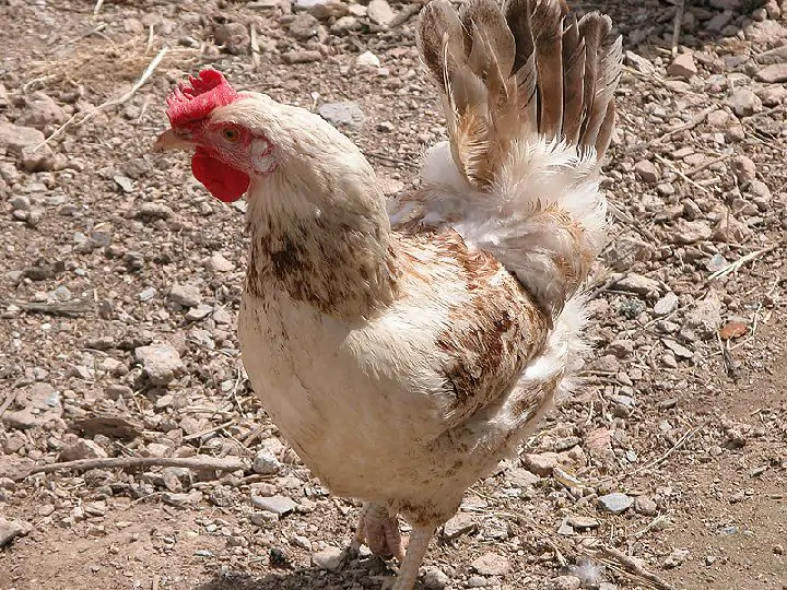 La cocina murciana protege y pone en valor su gallina