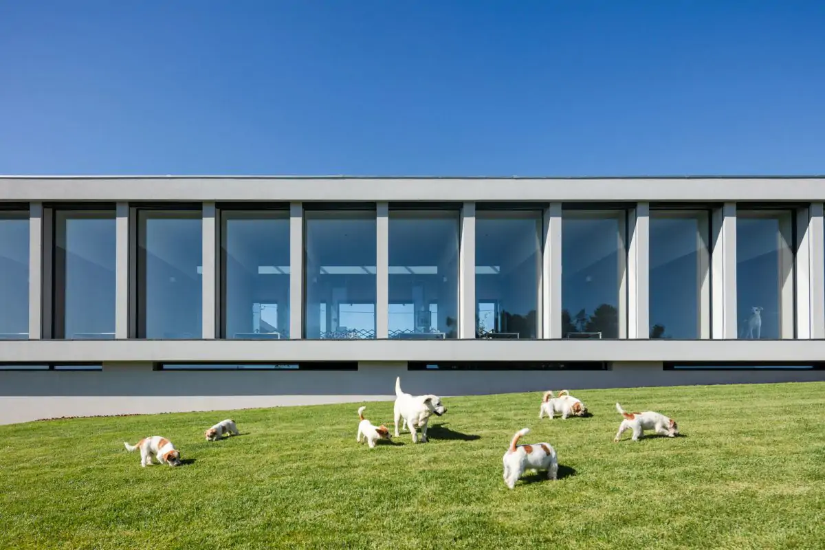 Este hotel para perros y gatos que causa furor está en Portugal