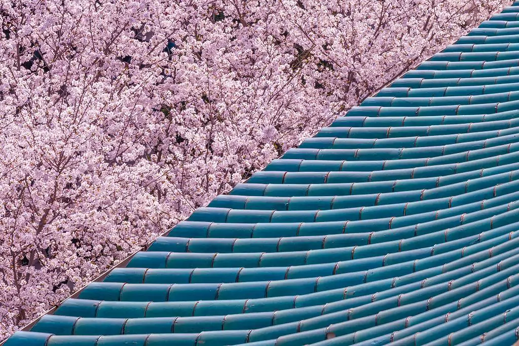 Wuhan recupera su festival de los cerezos en flor