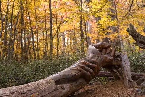 El “Bosque Tallado”