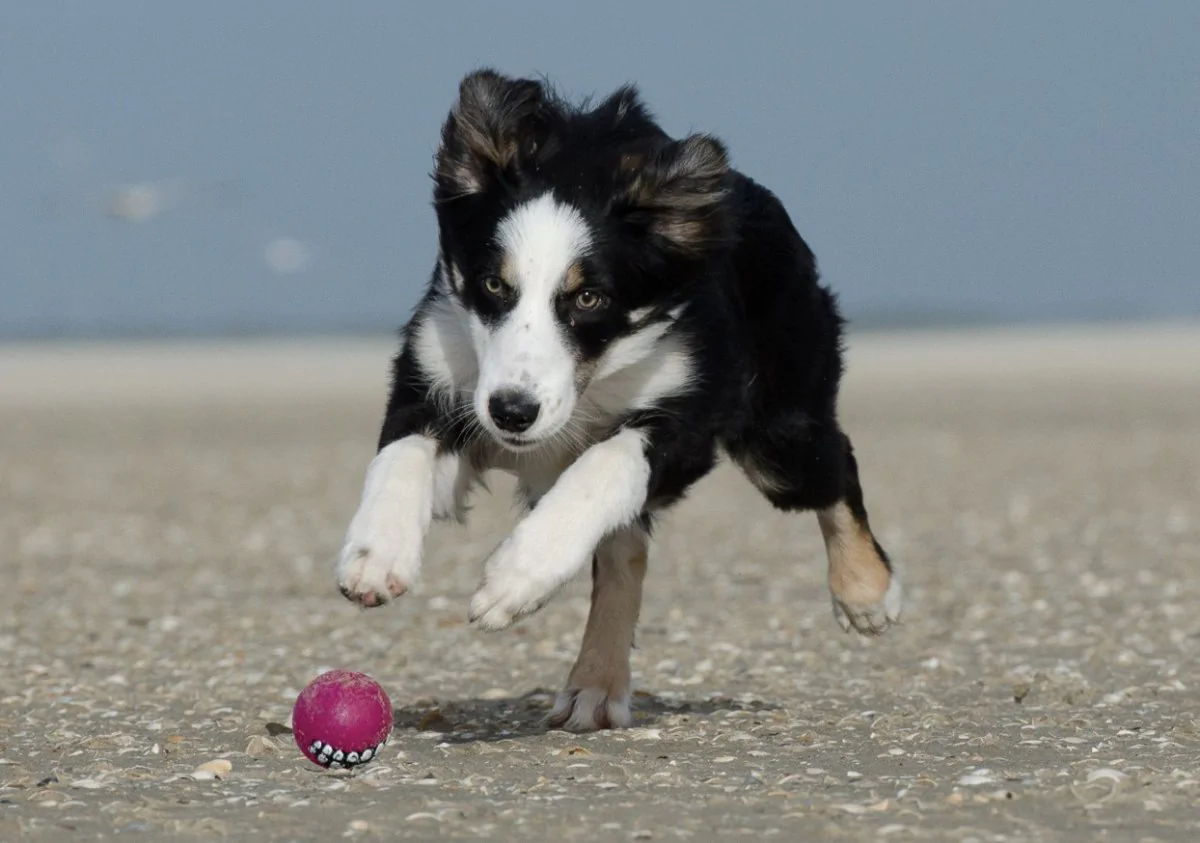 Playas «pet-friendly» para ir con tu mascota