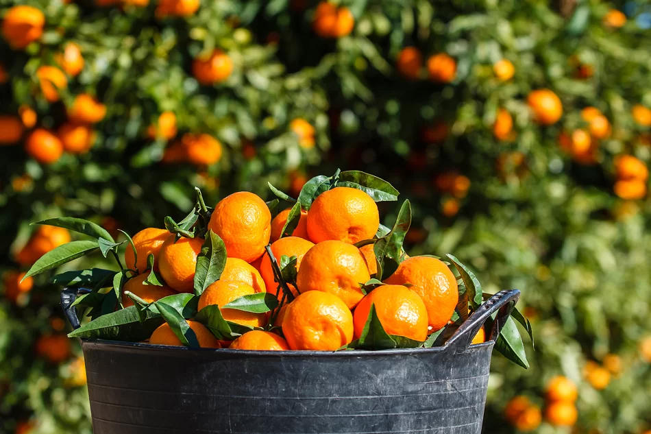 Ya es el tiempo de la mandarina